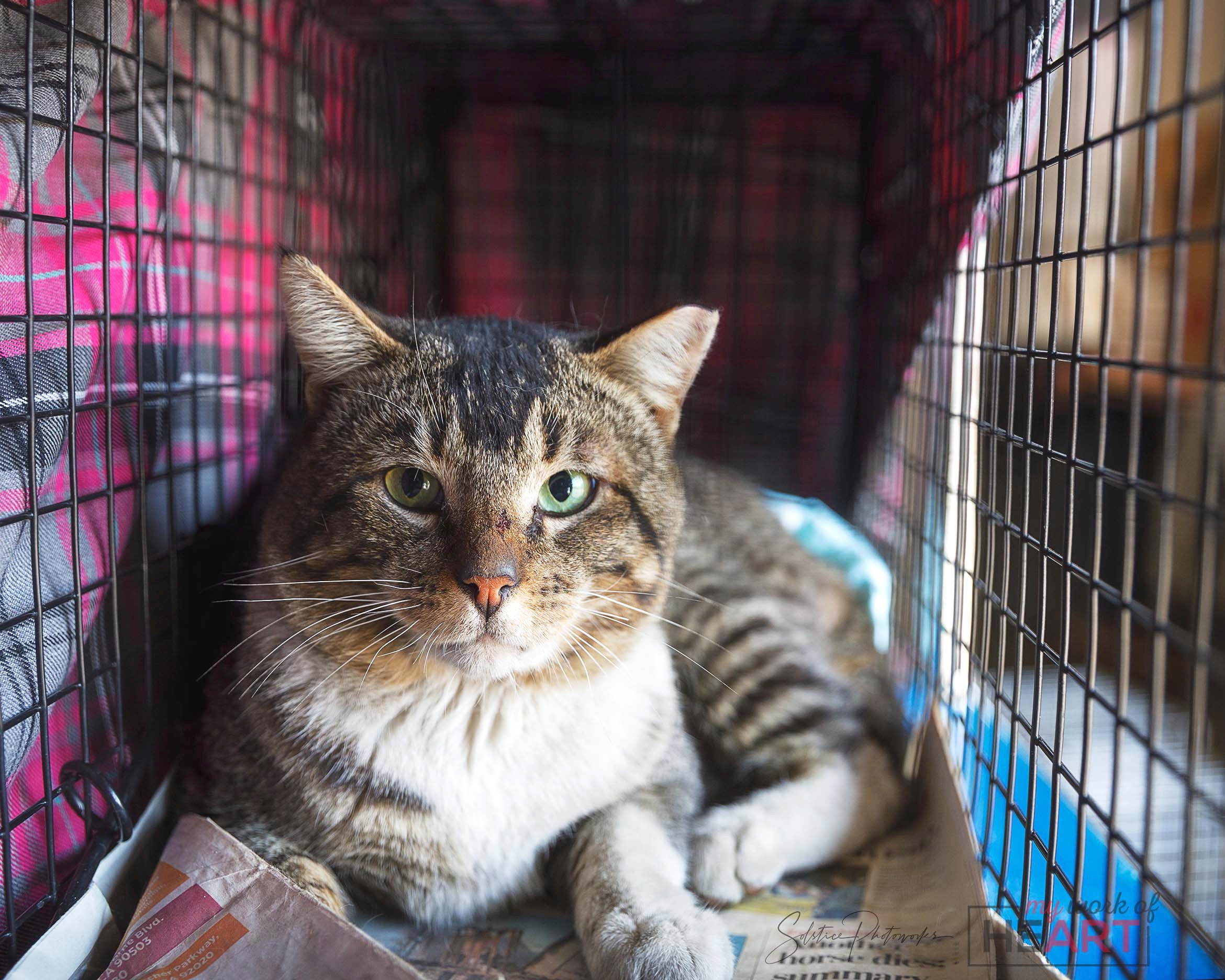 Happy cat in a trap
