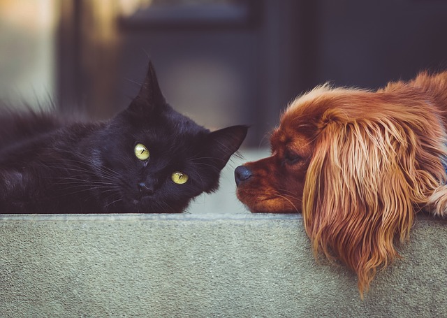 Dog and cat