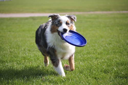 dog with frisbee