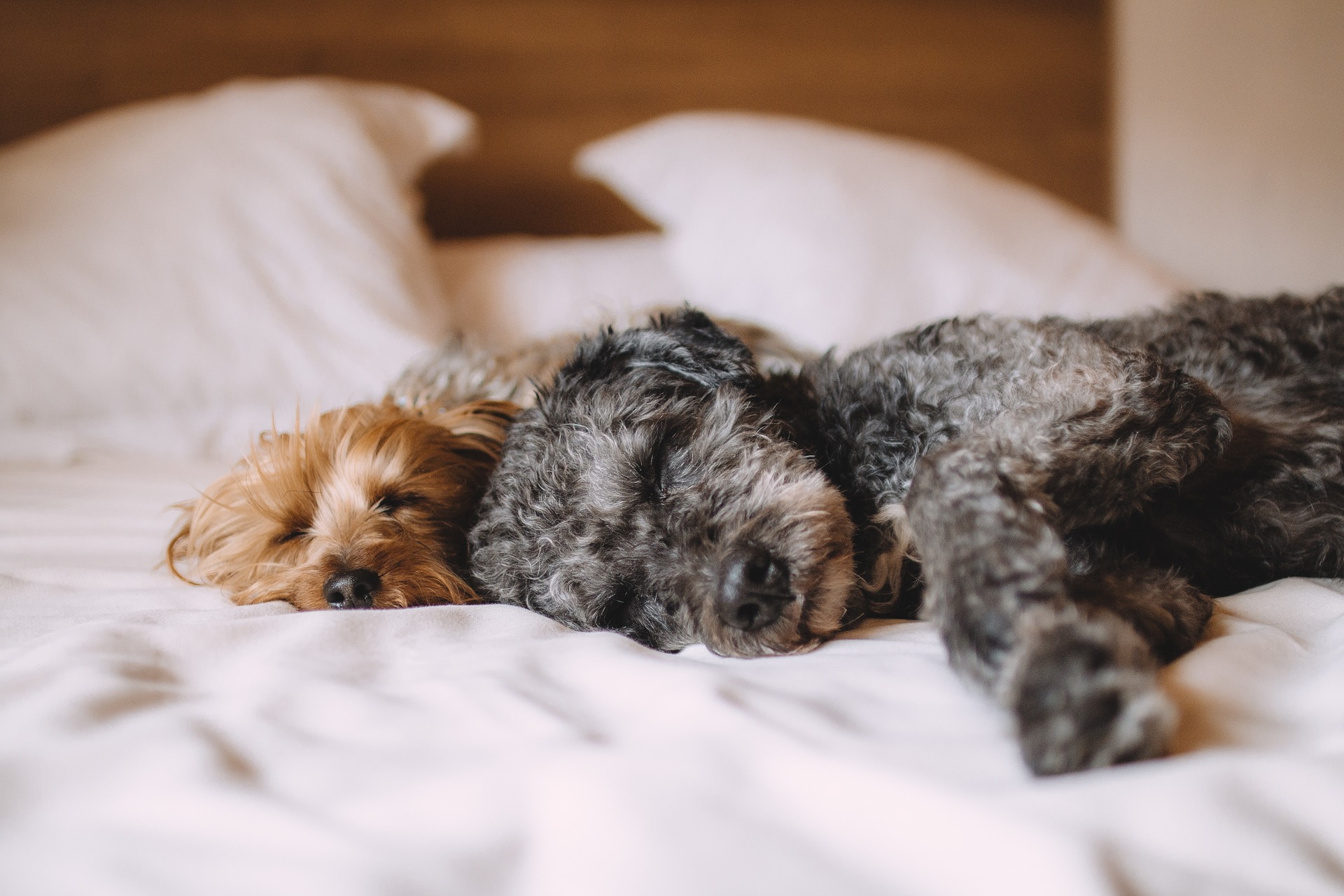 donate to dog rescue
