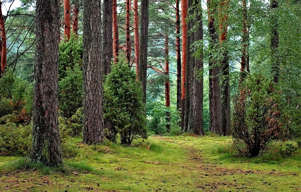 nature woods