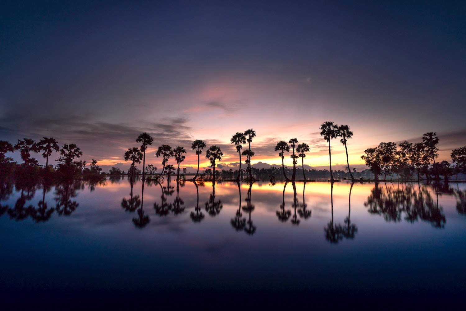 palm trees