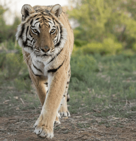Out of Africa Wildlife Sanctuary
